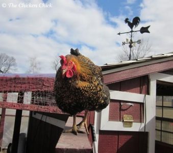 Hurricane Preparedness for Backyard Chickens Image